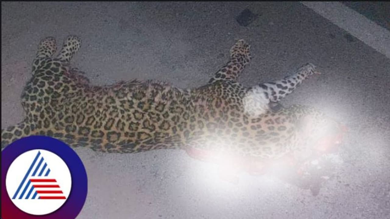 Leopard death: ದಾವಣಗೆರೆ: ಅಪರಿಚಿತ ವಾಹನಕ್ಕೆ ಸಿಲುಕಿ ಚಿರತೆ ಸಾವು! 