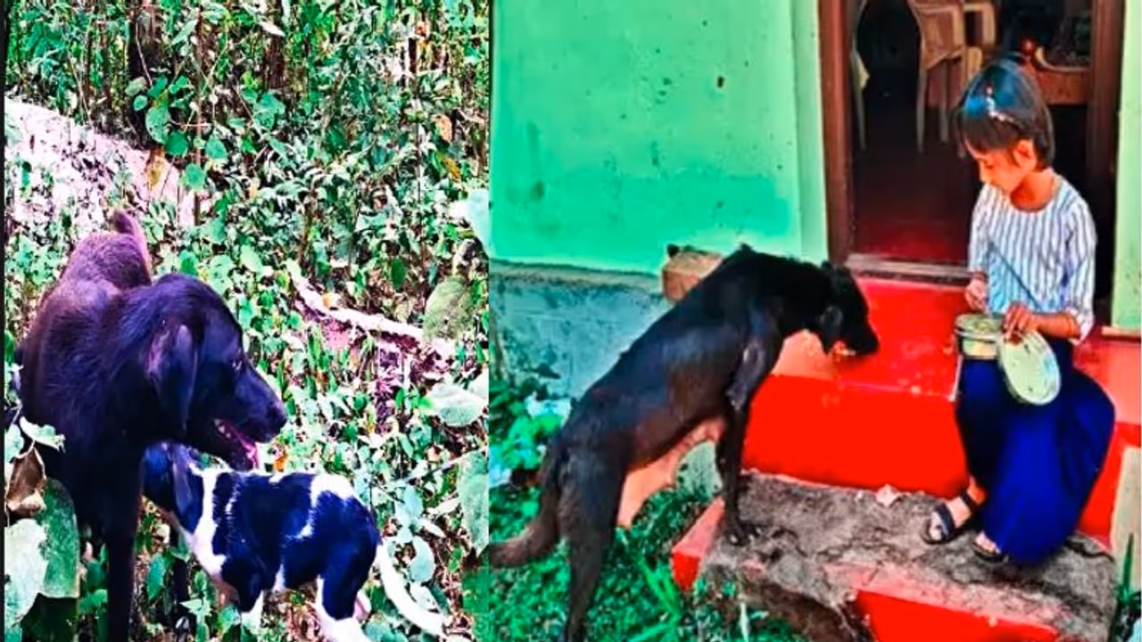 ಕಾರಿನ ಬಂಪರ್‌ಗೆ ಸಿಲುಕಿ 50 ಕಿಮೀ ಸಂಚರಿಸಿದ ಬೀದಿ ನಾಯಿ