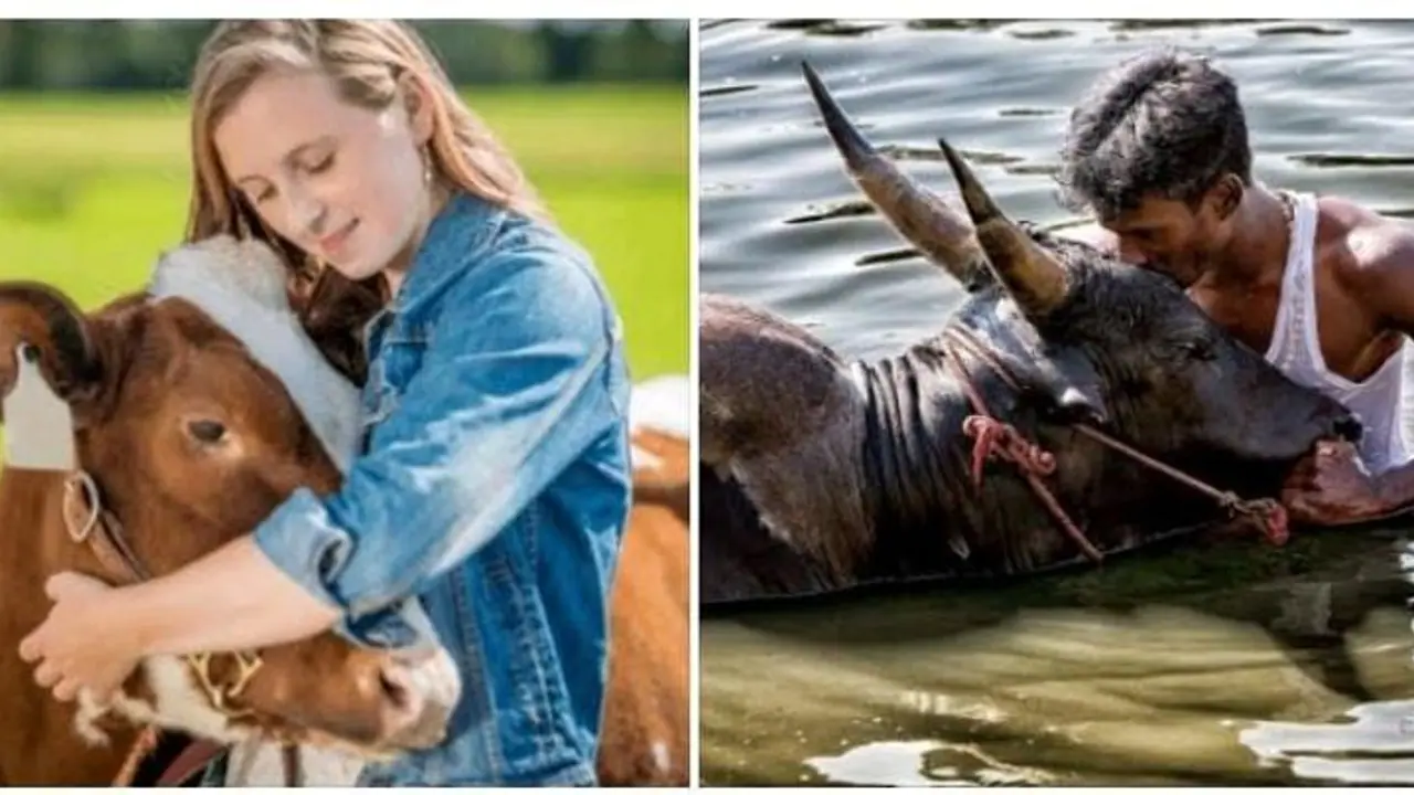 பசுக்கு மட்டும் தான் அரவணைப்பு தினமா.? காளைகளுக்கு இல்லையா.? ஜல்லிக்கட்டு பாதுகாப்பு சங்கம் திடீர் கோரிக்கை
