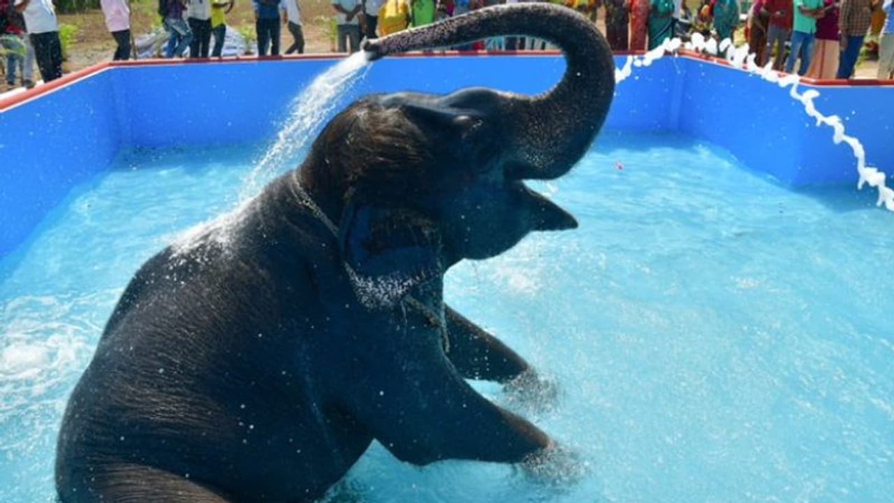 ഷവറും കുടയും അടക്കം വന് സൗകര്യങ്ങളോടെ 'കല്യാണി'ക്കായി ബാത്തിംഗ് പൂള്, ചെലവ് 50 ലക്ഷം ഷവറും കുടയും അടക്കം വന് സൗകര്യങ്ങളോടെ 'കല്യാണി'ക്കായി ബാത്തിംഗ് പൂള്, ചെലവ് 50 ലക്ഷം