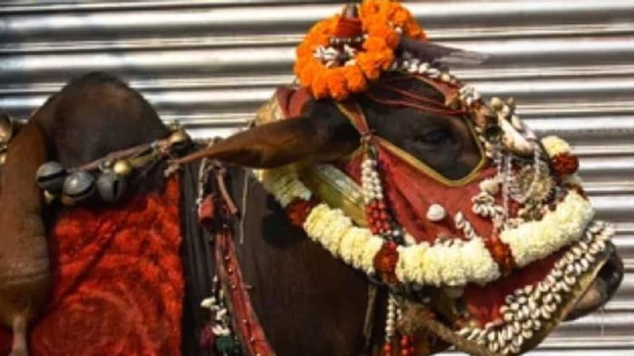 തമിഴ്നാട്ടിൽ ഗർഭിണിയായ പശുവിന് ബേബി ഷവർ നടത്തി ഗ്രാമവാസികൾ