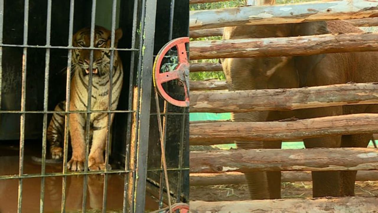 വയനാടിനെ വിറപ്പിച്ച പിഎം 2 ആന ഇനി രാജ; ആളെക്കൊല്ലി കടുവയ്ക്ക് കെജിഎഫിലെ വില്ലന്റെ പേര് വയനാടിനെ വിറപ്പിച്ച പിഎം 2 ആന ഇനി രാജ; ആളെക്കൊല്ലി കടുവയ്ക്ക് കെജിഎഫിലെ വില്ലന്റെ പേര്