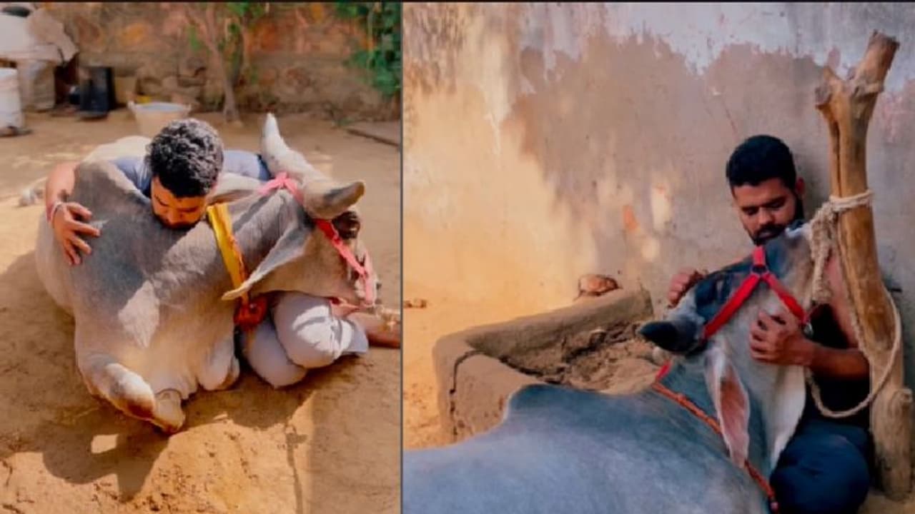 Cow Hug Day:ತಮಾಷೆಯಲ್ಲ ಗೋವನ್ನು ಅಪ್ಪಿಕೊಳ್ಳುವುದರಿಂದ ಇದೆ ಹಲವು ಪ್ರಯೋಜನ