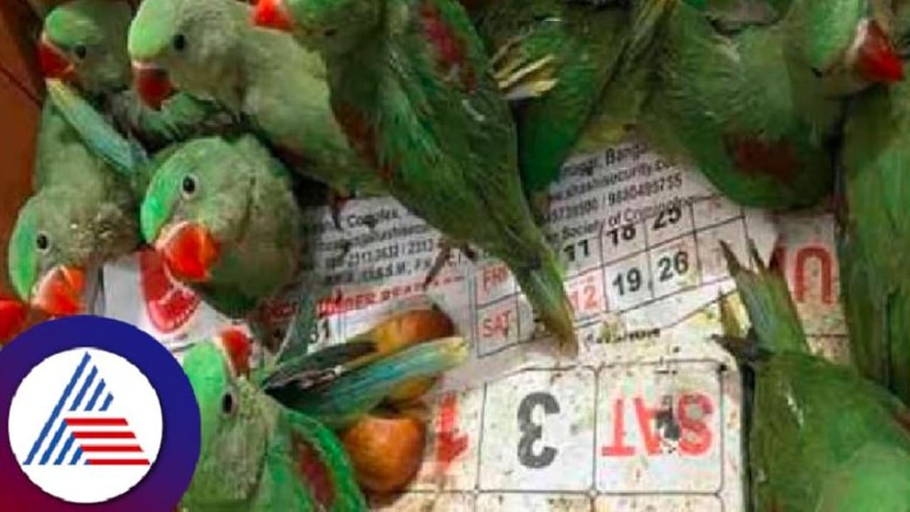 Bengaluru crime: ಗಿಳಿ, ಆನೆ ದಂತ ಮಾರಾಟಕ್ಕೆ ಯತ್ನ; ಆರು ಮಂದಿ ಬಂಧನ