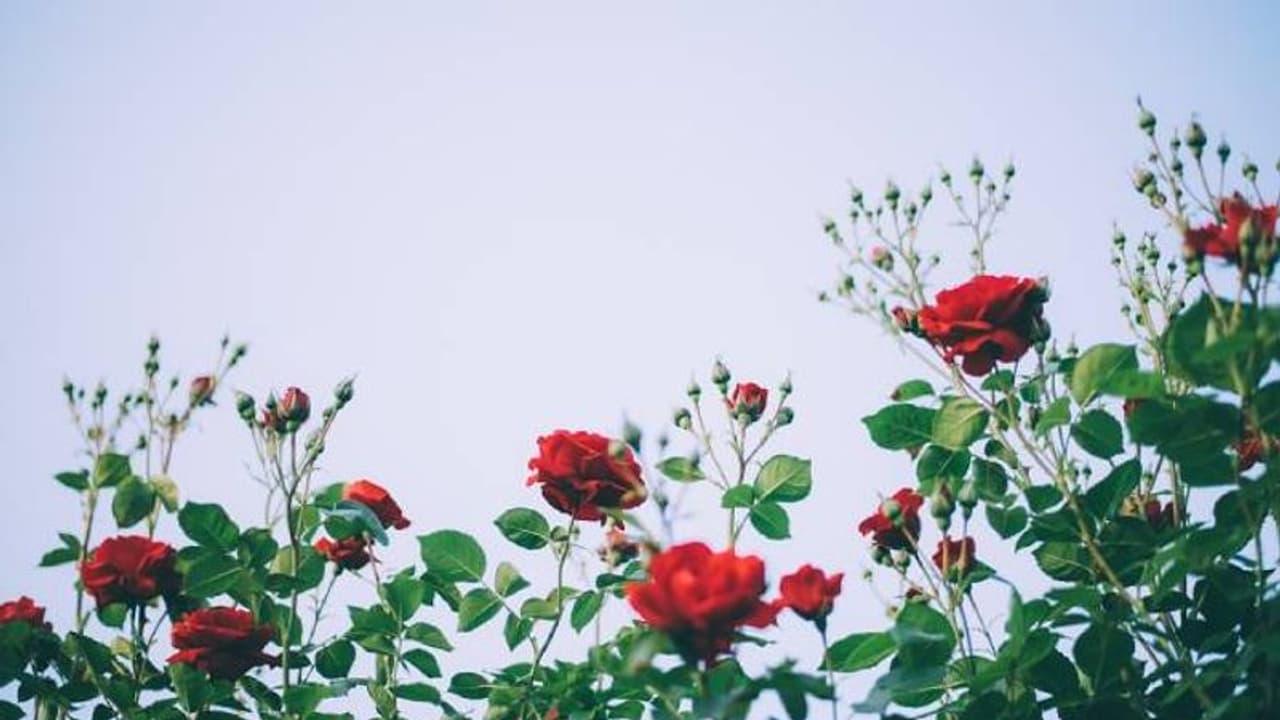 'പൂവല്ല, നിനക്ക് വേണ്ടി ഞാൻ പൂന്തോട്ടം തന്നെ തരും'; കാമുകിക്ക് വേണ്ടി റോസാപ്പൂന്തോട്ടം സമര്‍പ്പിച്ച കാമുകൻ