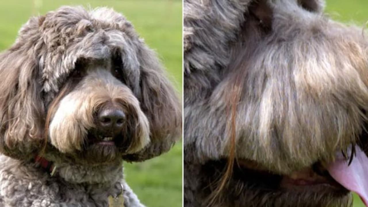 ഏഴ് ഇഞ്ച് നീളമുള്ള കണ്‍പീലിയുമായി ലോക റെക്കോര്‍ഡ് സ്വന്തമാക്കി നായ!