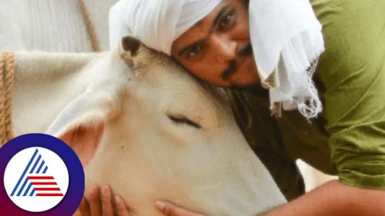 ಫೆಬ್ರವರಿ 14 ವ್ಯಾಲೆಂಟೆನ್ಸ್ ಡೇ ಇಲ್ಲ; Cow Hug Day ಆಚರಣೆ! ಫೆಬ್ರವರಿ 14 ವ್ಯಾಲೆಂಟೆನ್ಸ್ ಡೇ ಇಲ್ಲ; Cow Hug Day ಆಚರಣೆ!