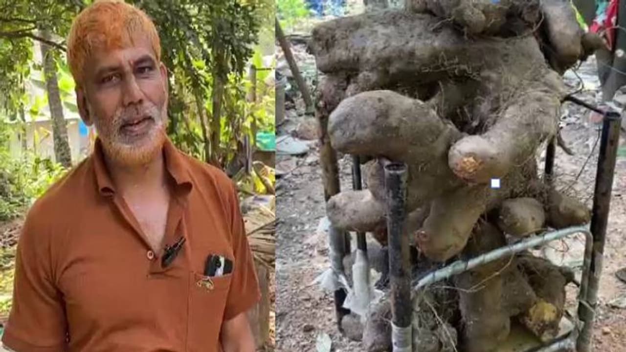 ഒറ്റ മുരടില് 68 കിലോ തൂക്കമുള്ള കാച്ചില്..! ഒറ്റ മുരടില് 68 കിലോ തൂക്കമുള്ള കാച്ചില്..!