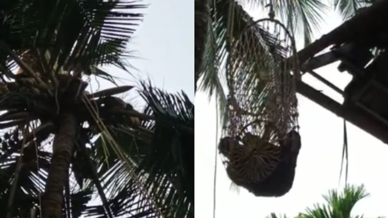 കോഴിക്കോട് മരത്തിൽ കയറി ഗൃഹനാഥന്റെ ആത്മഹത്യാ ഭീഷണി; 'വലയിലാക്കി' താഴെയിറക്കി കോഴിക്കോട് മരത്തിൽ കയറി ഗൃഹനാഥന്റെ ആത്മഹത്യാ ഭീഷണി; 'വലയിലാക്കി' താഴെയിറക്കി