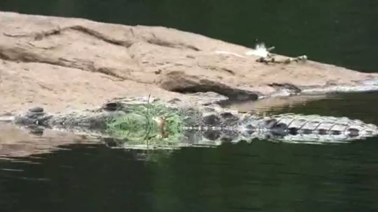 ചാലക്കുടിപ്പുഴയിൽ വലയിൽ കുടുങ്ങിയ നിലയിൽ ചീങ്കണ്ണി ചാലക്കുടിപ്പുഴയിൽ വലയിൽ കുടുങ്ങിയ നിലയിൽ ചീങ്കണ്ണി