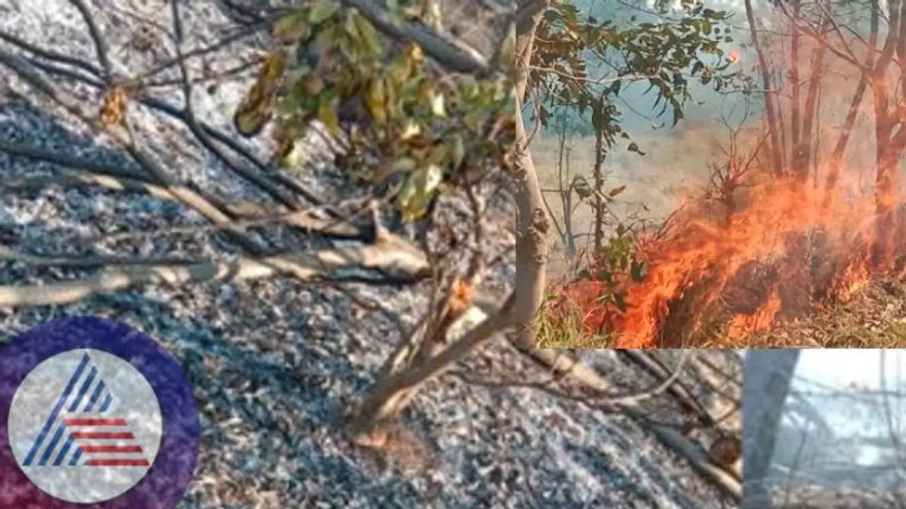 ಕೊಪ್ಪಳ: ಆಕಸ್ಮಿಕ ಬೆಂಕಿ; 20 ಲಕ್ಷ ರೂ. ಮೌಲ್ಯದ 4 ಎಕರೆ ತೋಟಗಾರಿಕೆ ಬೆಳೆ ನಾಶ 