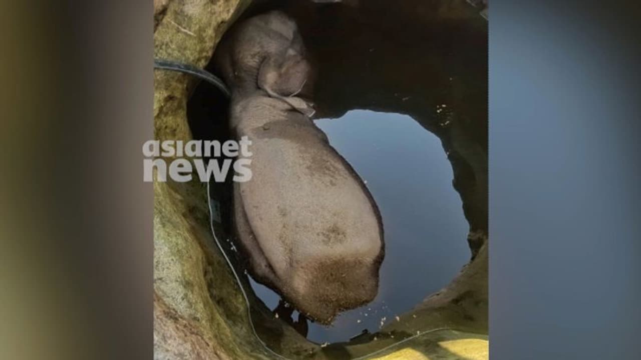 ഇടുക്കി മാങ്കുളത്ത് ആദിവാസി കോളനിക്ക് സമീപമുള്ള കിണറ്റിൽ കാട്ടാനയെ ചരിഞ്ഞ നിലയില് കണ്ടെത്തി ഇടുക്കി മാങ്കുളത്ത് ആദിവാസി കോളനിക്ക് സമീപമുള്ള കിണറ്റിൽ കാട്ടാനയെ ചരിഞ്ഞ നിലയില് കണ്ടെത്തി
