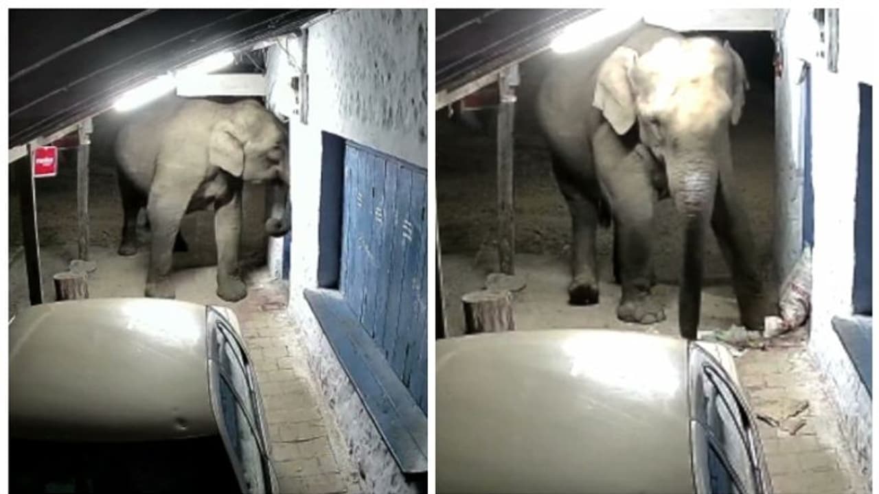 മൂന്നാറില് വീണ്ടും കാട്ടാന ആക്രമണം; പലചരക്ക് കട ആക്രമിച്ച് മൈദയും സവാളയും തിന്നു മൂന്നാറില് വീണ്ടും കാട്ടാന ആക്രമണം; പലചരക്ക് കട ആക്രമിച്ച് മൈദയും സവാളയും തിന്നു