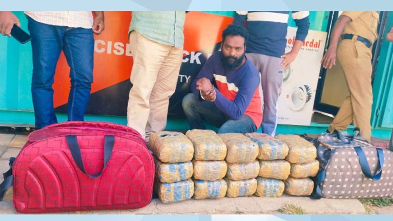 കെഎസ്ആര്ടിസി ബസില് കഞ്ചാവ് കടത്ത്; 15 പായ്ക്കറ്റുകളിലായി 30 കിലോ, വൻ ലഹരിമാഫിയ സംഘത്തിലെ കണ്ണി പിടിയില് കെഎസ്ആര്ടിസി ബസില് കഞ്ചാവ് കടത്ത്; 15 പായ്ക്കറ്റുകളിലായി 30 കിലോ, വൻ ലഹരിമാഫിയ സംഘത്തിലെ കണ്ണി പിടിയില്