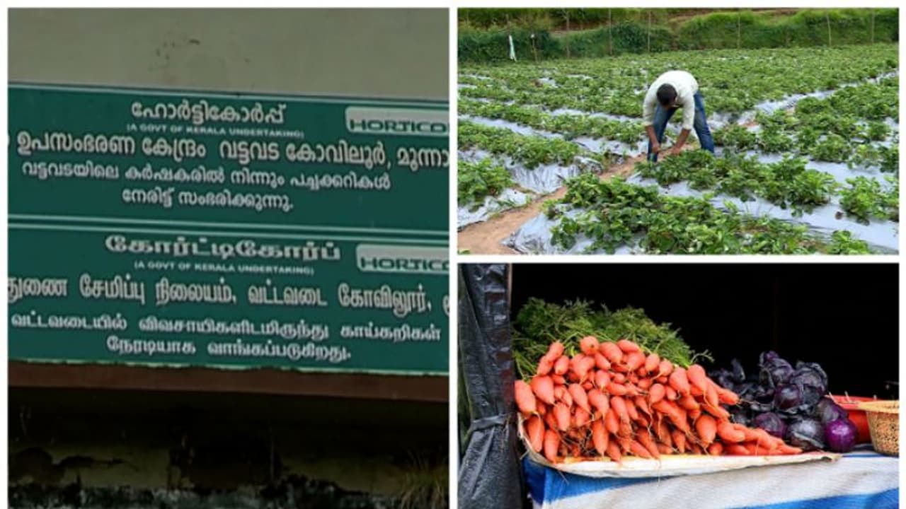 'പണം ഇല്ലെങ്കിൽ പച്ചക്കറിയുമില്ല', ഹോർട്ടികോർപ്പിനെ ഒഴിവാക്കി വട്ടവടയിലെ കർഷകർ 'പണം ഇല്ലെങ്കിൽ പച്ചക്കറിയുമില്ല', ഹോർട്ടികോർപ്പിനെ ഒഴിവാക്കി വട്ടവടയിലെ കർഷകർ