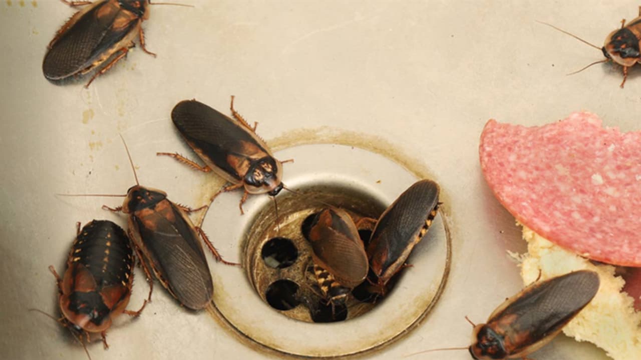 how to prevent cockroach from kitchen how to prevent cockroach from kitchen