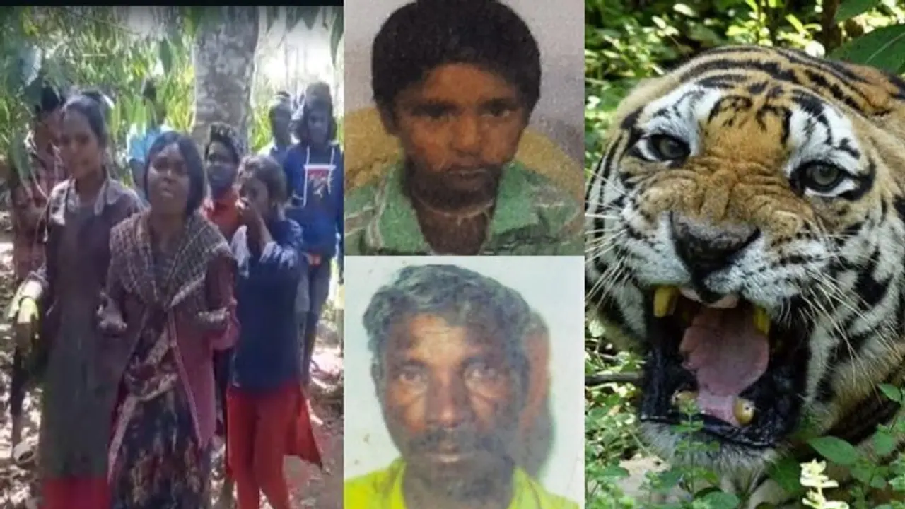 Kodagu: ನಿನ್ನೆ ಮೊಮ್ಮಗ, ಇಂದು ತಾತ: ನರಭಕ್ಷಕ ಹುಲಿಗೆ 24 ಗಂಟೆಯಲ್ಲಿ ಒಂದೇ ಕುಟುಂಬದ ಇಬ್ಬರ ಬಲಿ