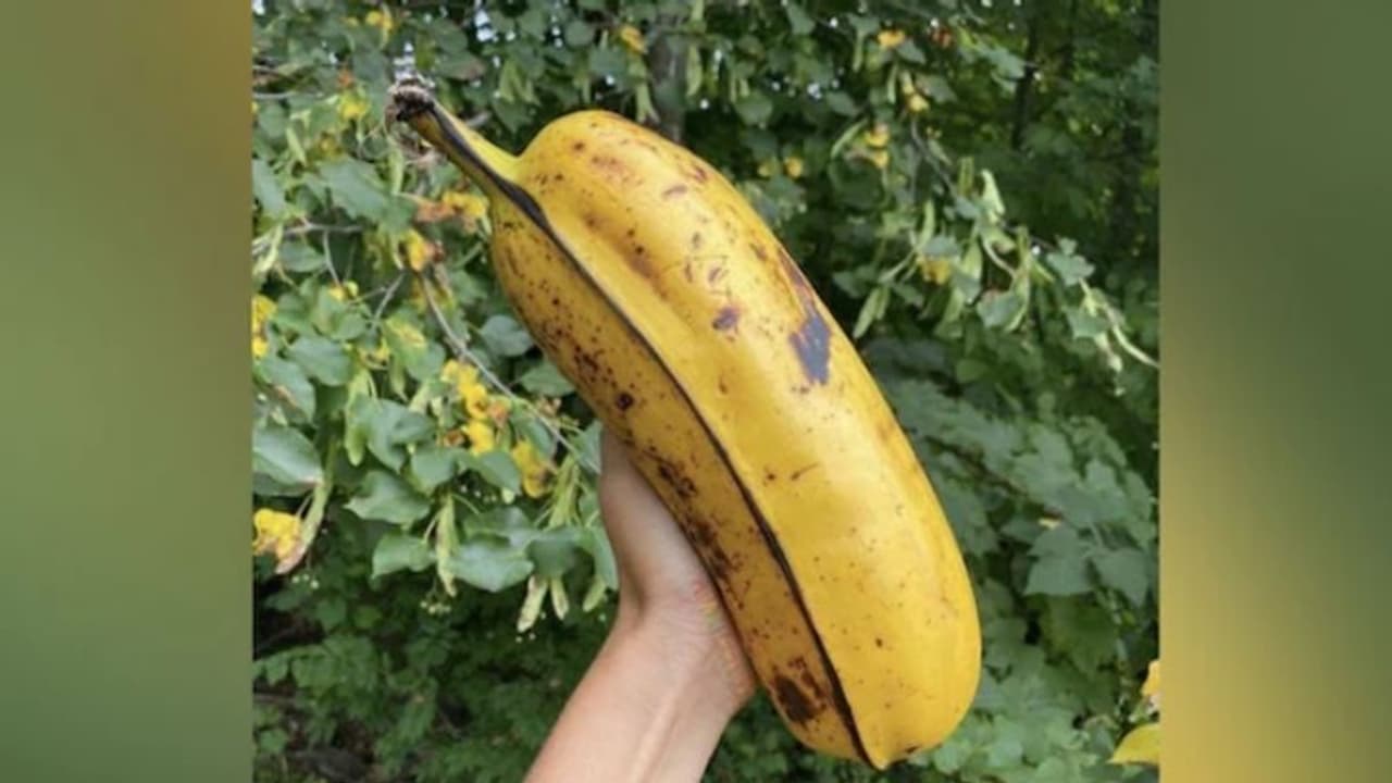 ഭീമൻ നേന്ത്രപ്പഴം; ഫോട്ടോ കണ്ട് ആശ്ചര്യപ്പെട്ട് ഏവരും... ഭീമൻ നേന്ത്രപ്പഴം; ഫോട്ടോ കണ്ട് ആശ്ചര്യപ്പെട്ട് ഏവരും...