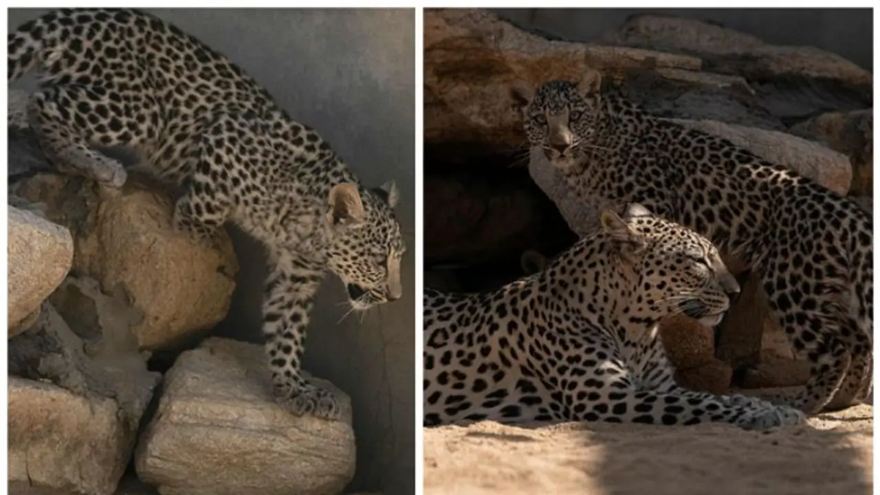 உதகை ஆட்சியர் குடியிருப்பு வளாகத்தில் ஜோடியாக உலா வரும் சிறுத்தைகளால் பரபரப்பு