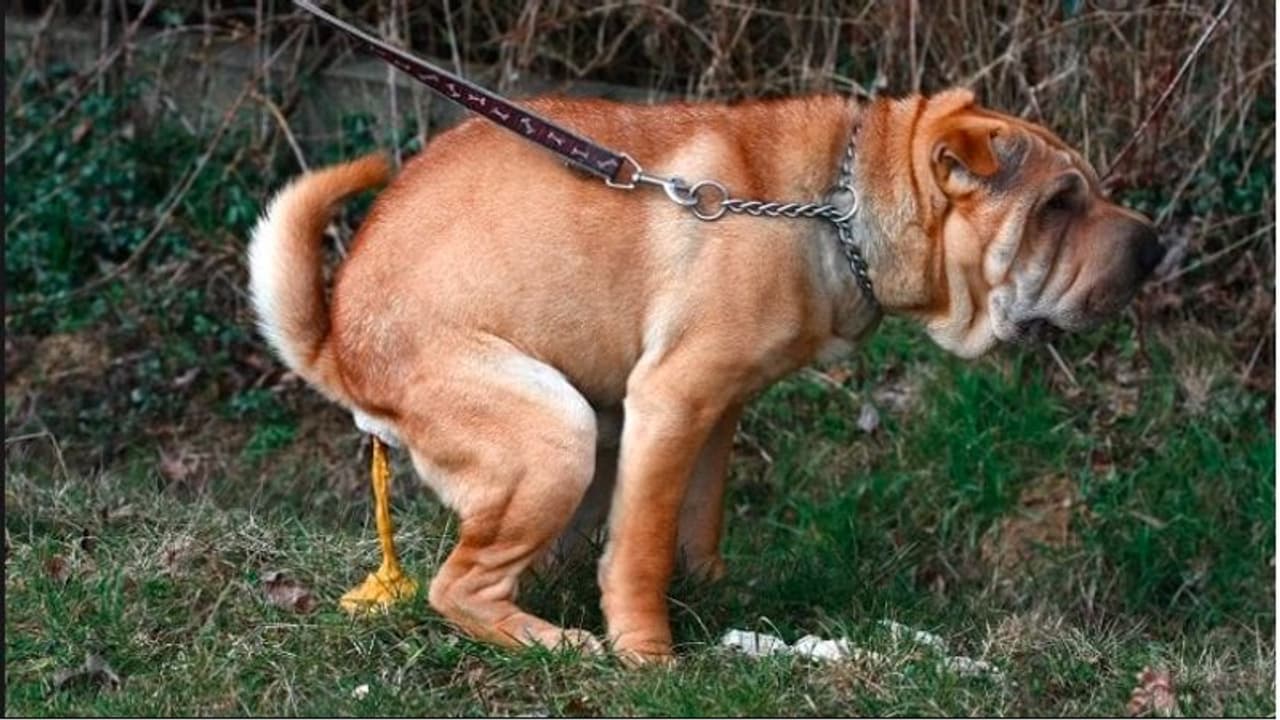 ಕೆಟ್ಟದಾಗಿ ಡಾನ್ಸ್ ವಿಮರ್ಶೆ ಮಾಡಿದವನ ಮುಖಕ್ಕೆ ನಾಯಿ ಮಲ ಎಸೆದ ಜರ್ಮನಿ 'ಬಾಲೆ' ಕೆಟ್ಟದಾಗಿ ಡಾನ್ಸ್ ವಿಮರ್ಶೆ ಮಾಡಿದವನ ಮುಖಕ್ಕೆ ನಾಯಿ ಮಲ ಎಸೆದ ಜರ್ಮನಿ 'ಬಾಲೆ'