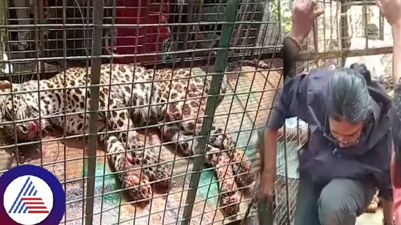 ಅಬ್ಬಬ್ಬಾ..ಧೈರ್ಯವೇ..25 ಅಡಿ ಆಳದ ಬಾವಿಗಿಳಿದು ಚಿರತೆ ರಕ್ಷಿಸಿದ ಮಹಿಳೆ