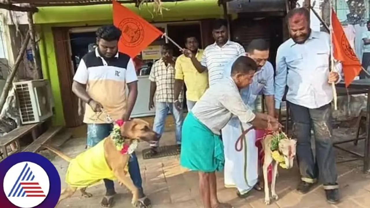 ಪ್ರೇಮಿಗಳ ದಿನದ ಆಚರಣೆಗೆ ವಿರೋಧ, ನಾಯಿಗಳಿಗೆ ಮದುವೆ ಮಾಡಿಸಿದ ಹಿಂದೂ ಸಂಘಟನೆ ಪ್ರೇಮಿಗಳ ದಿನದ ಆಚರಣೆಗೆ ವಿರೋಧ, ನಾಯಿಗಳಿಗೆ ಮದುವೆ ಮಾಡಿಸಿದ ಹಿಂದೂ ಸಂಘಟನೆ