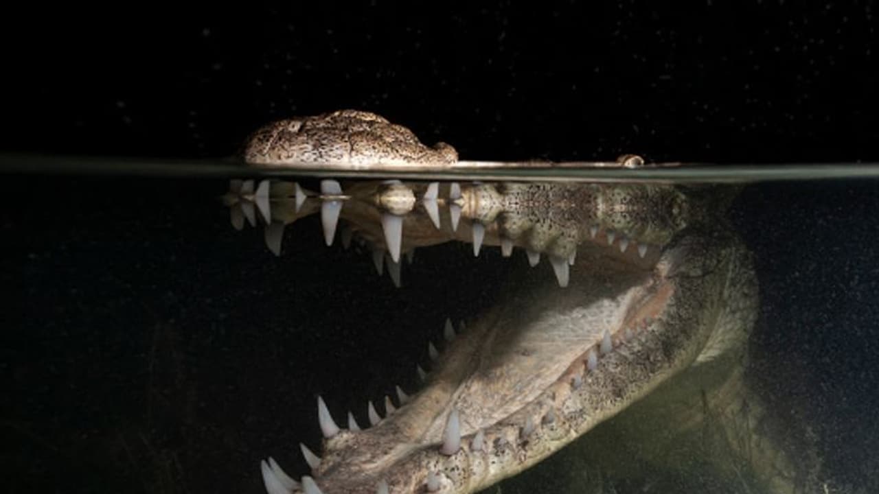 'ഓ അവന്‍റൊരു മുതലക്കണ്ണീര്...!'; അല്ല ഈ മുതലക്കണ്ണീരെല്ലാം വ്യാജമാണോ ? 