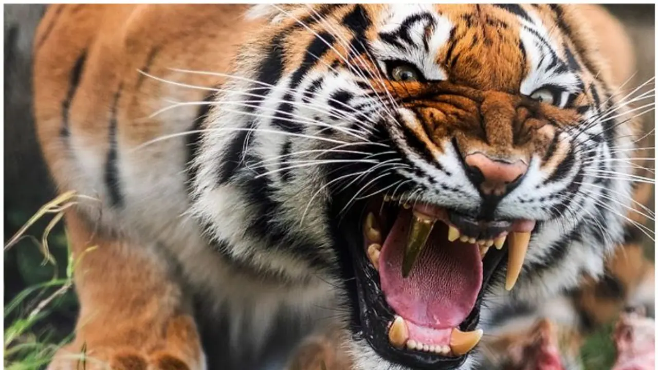 'അവരെന്‍റെ മക്കൾ'; ഒന്നും രണ്ടുമല്ല വീട്ടില്‍ വളര്‍ത്തിയത് ഏഴ് ബംഗാൾ കടുവകളെ; 71 കാരന്‍ അറസ്റ്റില്‍ 