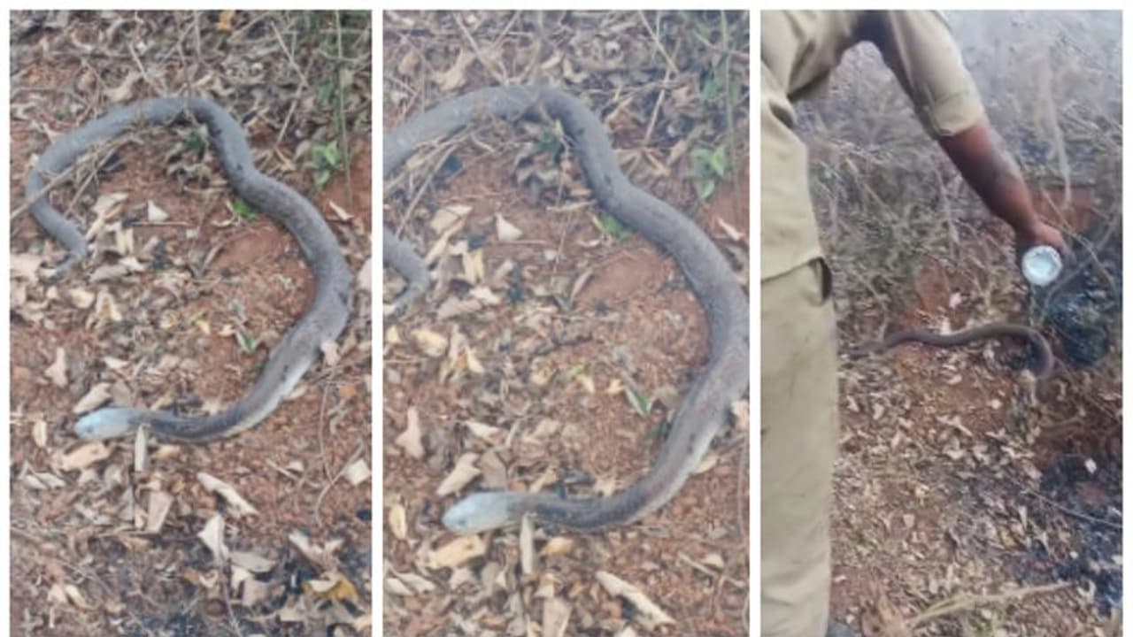 മിണ്ടാപ്രാണിയോട് കാരുണ്യം; തീയിലകപ്പെട്ട പാമ്പിന് രക്ഷകരായി ഫയർഫോഴ്സ് ഉദ്യോഗസ്ഥർ; വീഡിയോ ദൃശ്യങ്ങളിലേക്ക്... മിണ്ടാപ്രാണിയോട് കാരുണ്യം; തീയിലകപ്പെട്ട പാമ്പിന് രക്ഷകരായി ഫയർഫോഴ്സ് ഉദ്യോഗസ്ഥർ; വീഡിയോ ദൃശ്യങ്ങളിലേക്ക്...