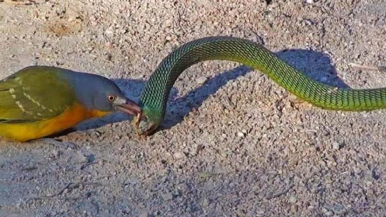 എത്ര ശ്രമിച്ചിട്ടും വിട്ടില്ല, പാമ്പിന്റെ കണ്ണുകള് രണ്ടും കുത്തിപ്പൊട്ടിച്ച് പക്ഷി എത്ര ശ്രമിച്ചിട്ടും വിട്ടില്ല, പാമ്പിന്റെ കണ്ണുകള് രണ്ടും കുത്തിപ്പൊട്ടിച്ച് പക്ഷി