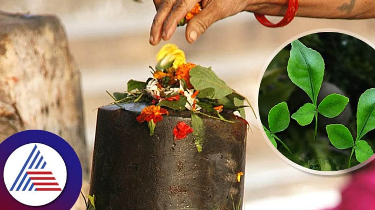 Mahashivratri 2023 : ಶಿವನಿಗೆ ಬಿಲ್ವಪತ್ರೆ ಏರಿಸುವ ಮುನ್ನ ಈ ವಿಷಯಗಳ ಇರಲಿ ಲಕ್ಷ್ಯ Mahashivratri 2023 : ಶಿವನಿಗೆ ಬಿಲ್ವಪತ್ರೆ ಏರಿಸುವ ಮುನ್ನ ಈ ವಿಷಯಗಳ ಇರಲಿ ಲಕ್ಷ್ಯ
