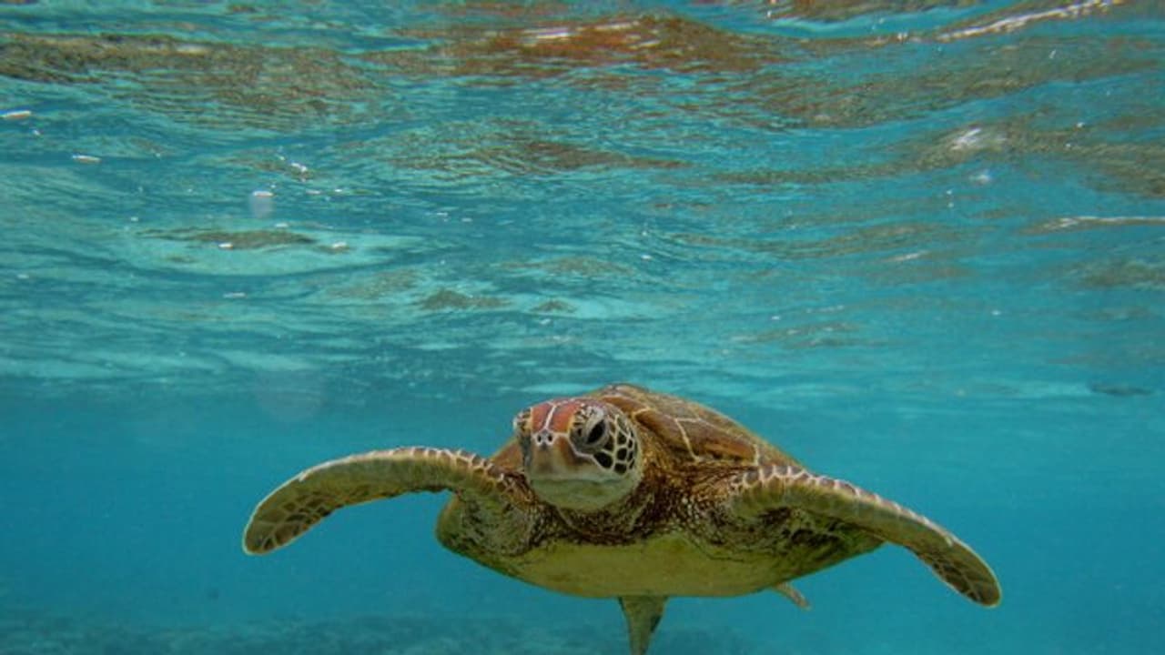 സമുദ്രങ്ങള്‍ ചൂട് പിടിക്കുന്നു; കടലാമകള്‍ വംശനാശ ഭീഷണിയിലെന്ന് പഠനം 