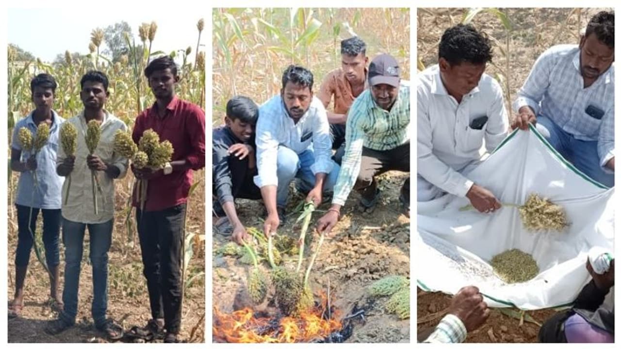 Yadgir: ಜೋಳ ತೆನೆ ಬಿಡುವ ಸಿಹಿತಿನಿ ತಿಂದು ಏಂಜಾಯ್ ಮಾಡಿದ ಯುವಕರು Yadgir: ಜೋಳ ತೆನೆ ಬಿಡುವ ಸಿಹಿತಿನಿ ತಿಂದು ಏಂಜಾಯ್ ಮಾಡಿದ ಯುವಕರು