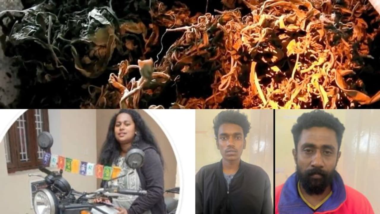 ടൂറിസം കേന്ദ്രത്തിൽ മയക്കുമരുന്ന് കൂണും കഞ്ചാവും, മലയാളിയടക്കം മൂന്നുപേർ പിടിയിൽ ടൂറിസം കേന്ദ്രത്തിൽ മയക്കുമരുന്ന് കൂണും കഞ്ചാവും, മലയാളിയടക്കം മൂന്നുപേർ പിടിയിൽ