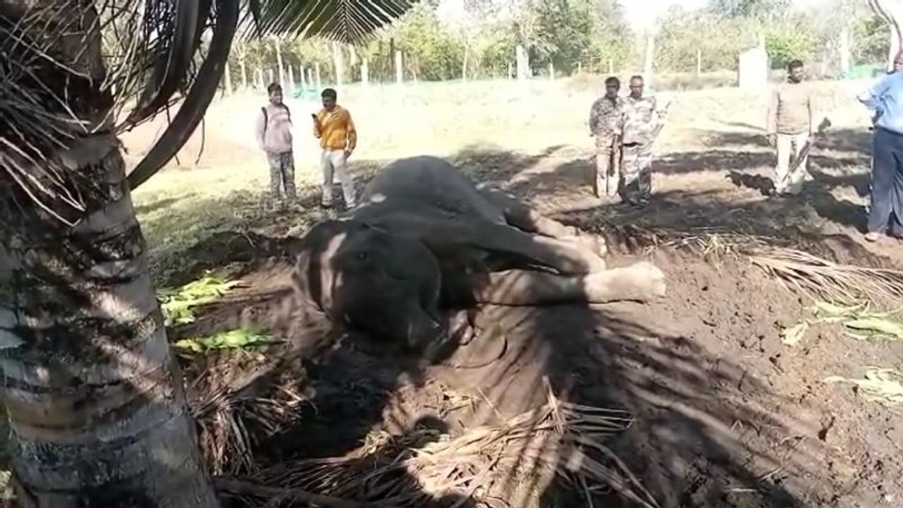 ಕಾರ್ಮಿಕನನ್ನು ಅಟ್ಟಾಡಿಸಿಕೊಂಡು ಬಂದ ಕಾಡಾನೆ: ಯುವಕ ಜಸ್ಟ್ ಮಿಸ್ ಕಾರ್ಮಿಕನನ್ನು ಅಟ್ಟಾಡಿಸಿಕೊಂಡು ಬಂದ ಕಾಡಾನೆ: ಯುವಕ ಜಸ್ಟ್ ಮಿಸ್