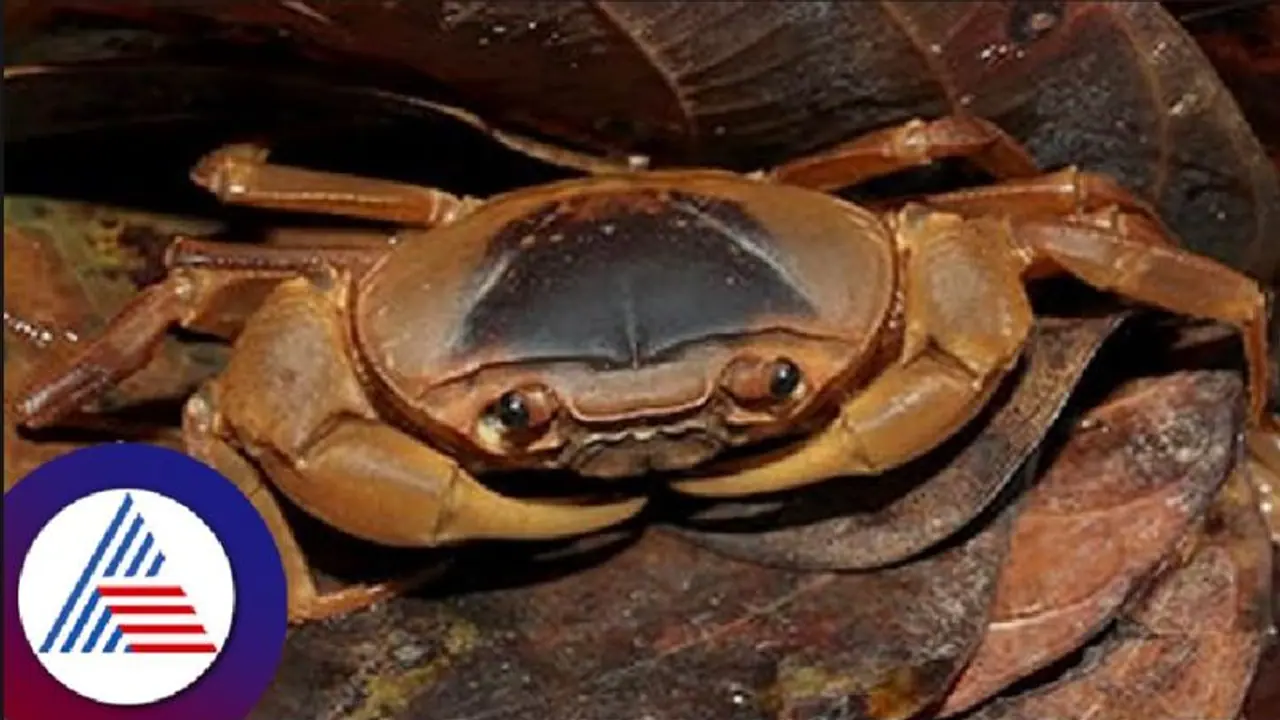 Vela Bandhavya: ಯಲ್ಲಾಪುರದಲ್ಲಿ ನೂತನ ಏಡಿ ಪತ್ತೆ; ಮಗಳ ಹೆಸರನ್ನಿಟ್ಟ ತಜ್ಞ Vela Bandhavya: ಯಲ್ಲಾಪುರದಲ್ಲಿ ನೂತನ ಏಡಿ ಪತ್ತೆ; ಮಗಳ ಹೆಸರನ್ನಿಟ್ಟ ತಜ್ಞ