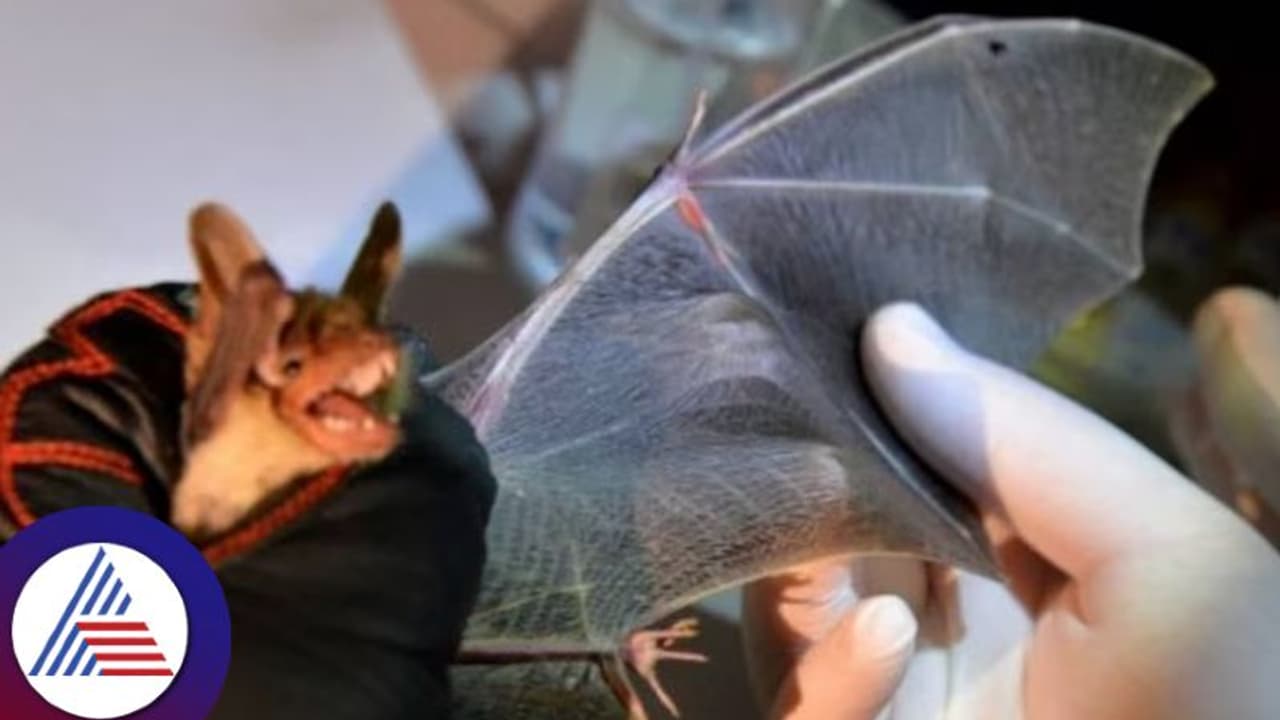 ಕೋವಿಡ್‌ಗಿಂತ ಡೇಂಜರಸ್ ಕಾಯಿಲೆ ಪತ್ತೆ, ಮಾರ್ಬರ್ಗ್ ವೈರಸ್‌ನಿಂದ 9 ಮಂದಿ ಸಾವು