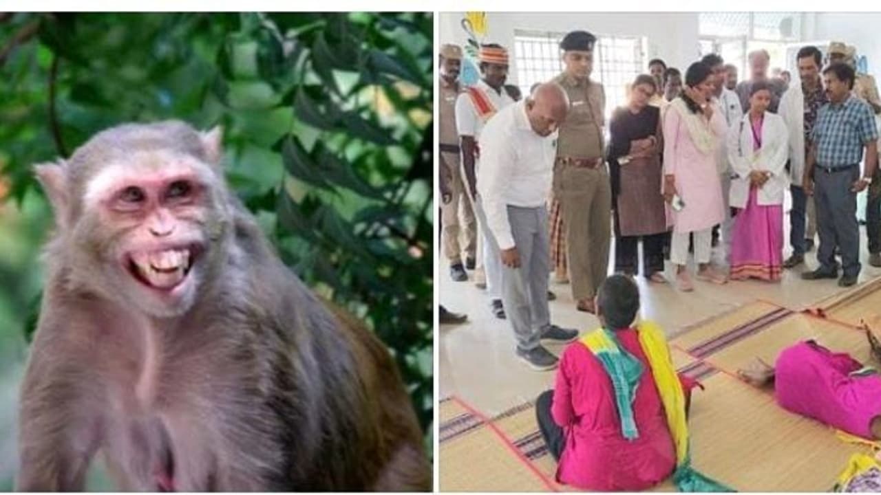 பெண்களுக்கு பாலியல் வன்கொடுமை.! குரங்குகளை வைத்து கடிக்க வைக்கும் கொடூரம்..! ஆசிரமத்தில் நடந்தது என்ன.?