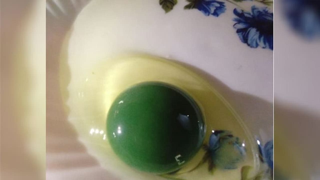 அதிசயத்தைப் பாருங்க! மஞ்சள் கருவுக்குப் பதில் பச்சை கருவுடன் முட்டையிடும் கோழிகள்!