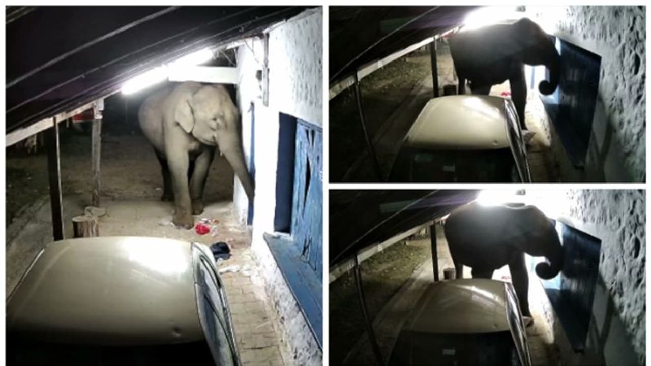 മൂന്നാർ ചൊക്കനാട് എസ്റ്റേറ്റിൽ വീണ്ടും കാട്ടാന ആക്രമണം , പലചരക്ക് കട ആക്രമിച്ചത് ഒരാഴ്ചക്കിടെ രണ്ടാം തവണ മൂന്നാർ ചൊക്കനാട് എസ്റ്റേറ്റിൽ വീണ്ടും കാട്ടാന ആക്രമണം , പലചരക്ക് കട ആക്രമിച്ചത് ഒരാഴ്ചക്കിടെ രണ്ടാം തവണ