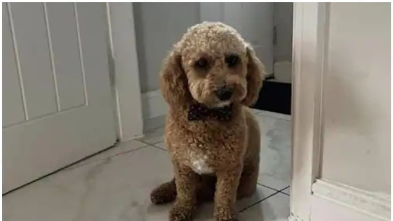 പ്രഭാത സവാരിക്കിടയിൽ വഴിതെറ്റി, വളർത്തുനായ 'ടാക്സിയില് കയറി'വീട്ടിലെത്തി! പ്രഭാത സവാരിക്കിടയിൽ വഴിതെറ്റി, വളർത്തുനായ 'ടാക്സിയില് കയറി'വീട്ടിലെത്തി!