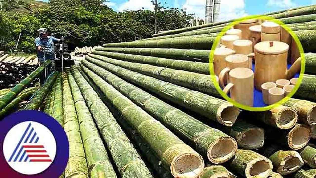 Business Ideas : ಮನೆ ಸೌಂದರ್ಯ ಹೆಚ್ಚಿಸುವ ಬಿದಿರು ಆದಾಯದ ಮೂಲ Business Ideas : ಮನೆ ಸೌಂದರ್ಯ ಹೆಚ್ಚಿಸುವ ಬಿದಿರು ಆದಾಯದ ಮೂಲ