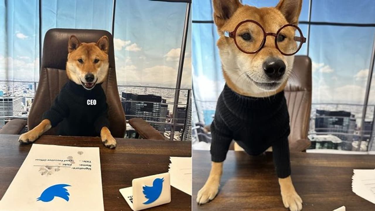 ಟ್ವಿಟರ್‌ಗೆ ಹೊಸ CEO ನೇಮಿಸಿದ ಎಲಾನ್ ಮಸ್ಕ್, ತಲೆಕೆಟ್ಟು ಎಡವಟ್ಟಾಯ್ತಾ ಎಂದ ನೆಟಿಜೆನ್ಸ್!