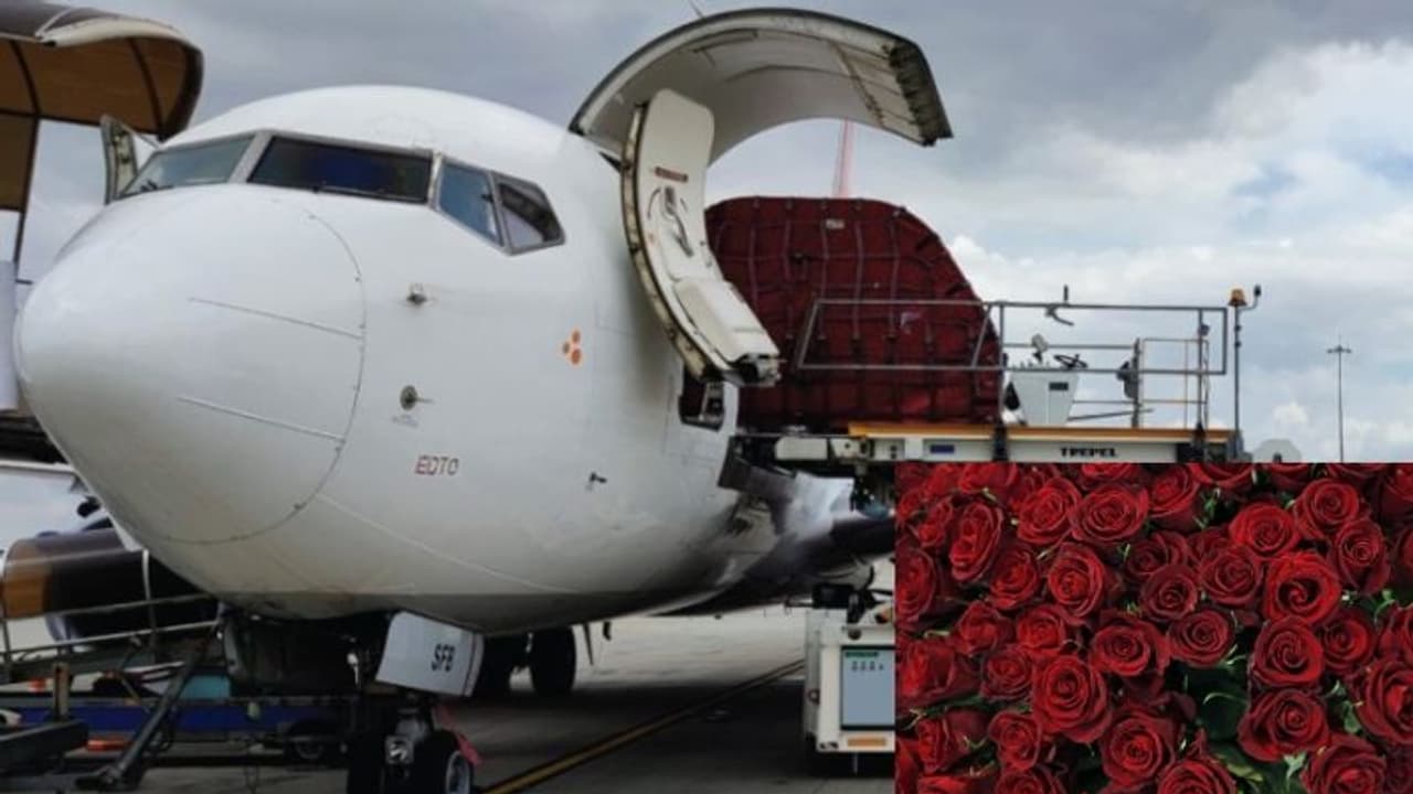 Valentine's Day : ಬೆಂಗಳೂರು ವಿಮಾನ ನಿಲ್ದಾಣದಿಂದ 17.4 ಮಿಲಿಯನ್ ಗುಲಾಬಿ ಹೂಗಳ ರಫ್ತು