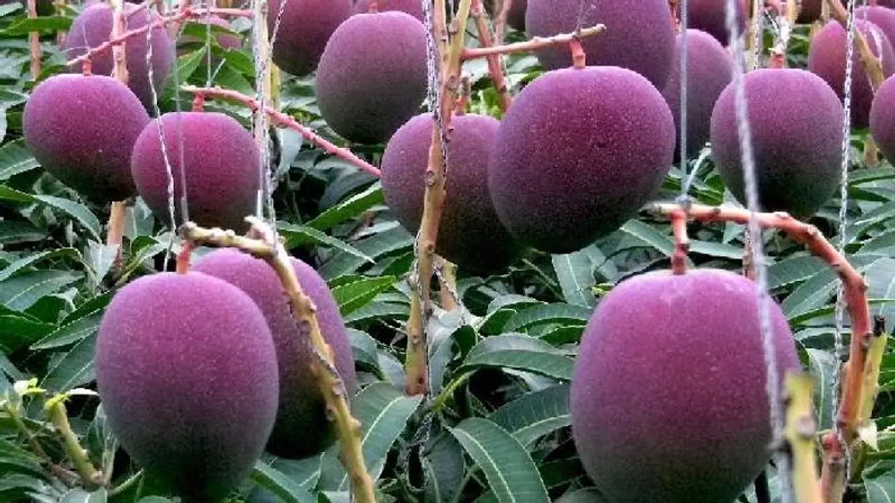 ಕರ್ನಾಟಕದಲ್ಲೂ ಫಲ ಕೊಟ್ಟ ವಿಶ್ವದ ದುಬಾರಿ ಮಾವು..!