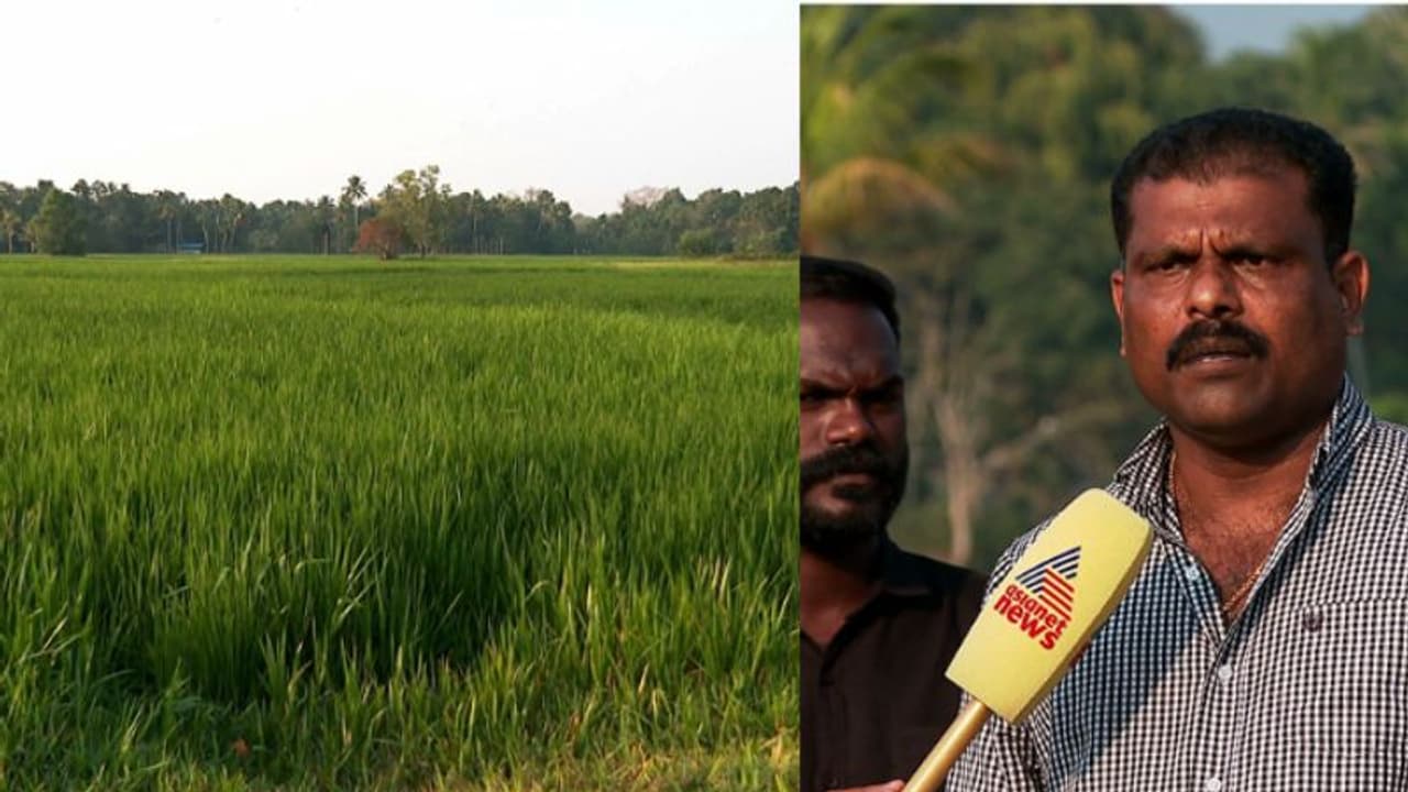 സ‍ര്‍ക്കാരിന്റെ വാക്ക് വിശ്വസിച്ച് തരിശ് ഭൂമിയിൽ പൊന്ന് വിളയിച്ചു; സബ്സിഡി പോലും കൊടുക്കാതെ കൃഷി വകുപ്പ്