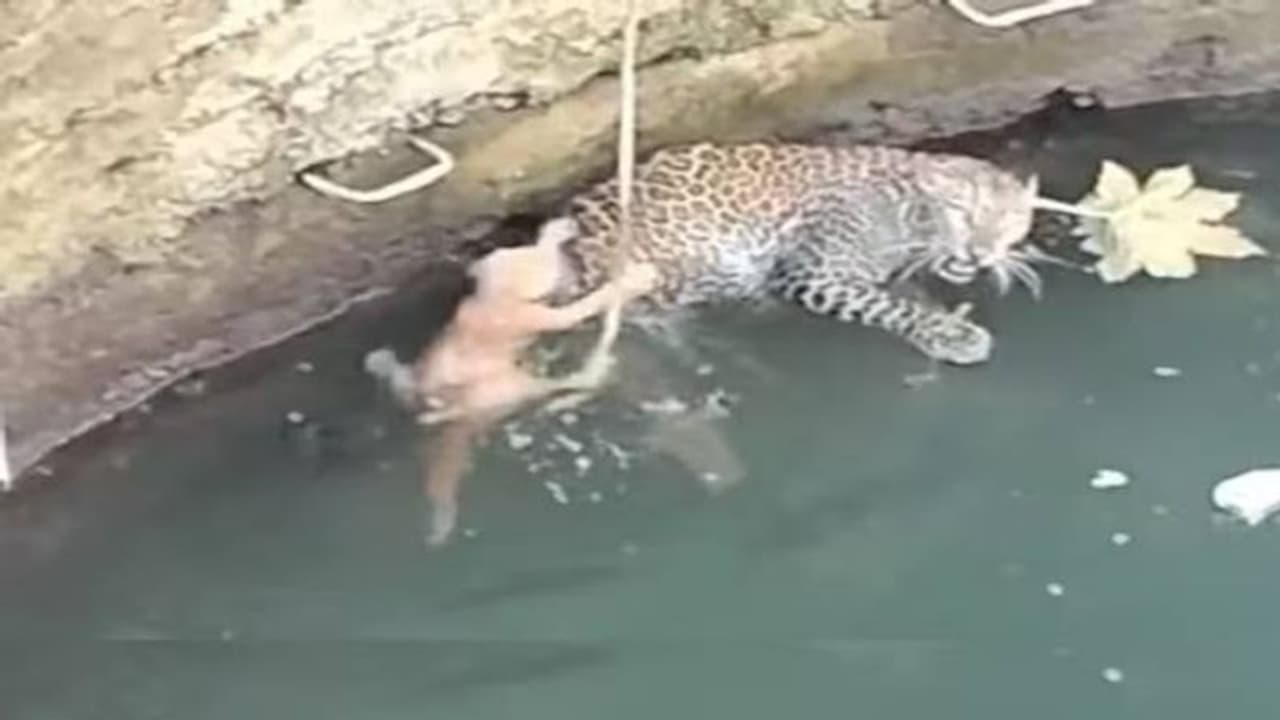 ഒരുമിച്ച് കിണറ്റിൽ വീണ് പുള്ളിപ്പുലിയും പൂച്ചയും, പിന്നീട് സംഭവിച്ചത്... ഒരുമിച്ച് കിണറ്റിൽ വീണ് പുള്ളിപ്പുലിയും പൂച്ചയും, പിന്നീട് സംഭവിച്ചത്...