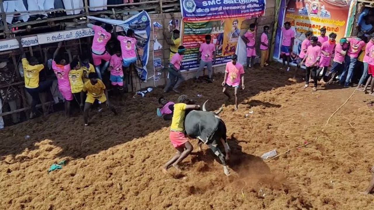 പിടിച്ചുകെട്ടുന്നതിനിടെ പരിക്കേറ്റത് 95 പേർക്ക്, ചത്തത് രണ്ട് കാളകൾ, കൊവിഡ് ഇടവേള കഴിഞ്ഞുള്ള ജെല്ലിക്കെട്ട് പിടിച്ചുകെട്ടുന്നതിനിടെ പരിക്കേറ്റത് 95 പേർക്ക്, ചത്തത് രണ്ട് കാളകൾ, കൊവിഡ് ഇടവേള കഴിഞ്ഞുള്ള ജെല്ലിക്കെട്ട്