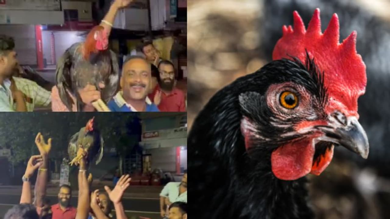 ഒരേയൊരു പൂവൻ കോഴി, പാലക്കാട്ട് ലേലം പിടിച്ചത് അമ്പരിപ്പിക്കുന്ന വിലയിൽ, ഇനിയും കൂടിയേനെ എന്ന് സംഘാടകർ