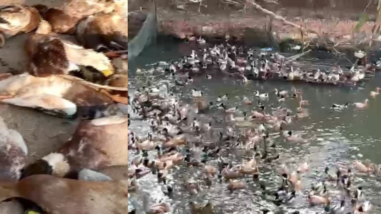 രാത്രിയിൽ താറാവുകളെ വിഷം കൊടുത്ത് കൊന്നു, 750 താറാവുകളിൽ 100 എണ്ണം ചത്തു, ബാക്കിയുള്ളവയുടെ വിൽപന തടഞ്ഞു രാത്രിയിൽ താറാവുകളെ വിഷം കൊടുത്ത് കൊന്നു, 750 താറാവുകളിൽ 100 എണ്ണം ചത്തു, ബാക്കിയുള്ളവയുടെ വിൽപന തടഞ്ഞു